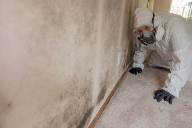 Mold Odor Removal Services in Hayfield, MN